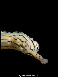 Mabul Pipefish. Close up shot of one of the many pipefish... by Daniel Norwood 